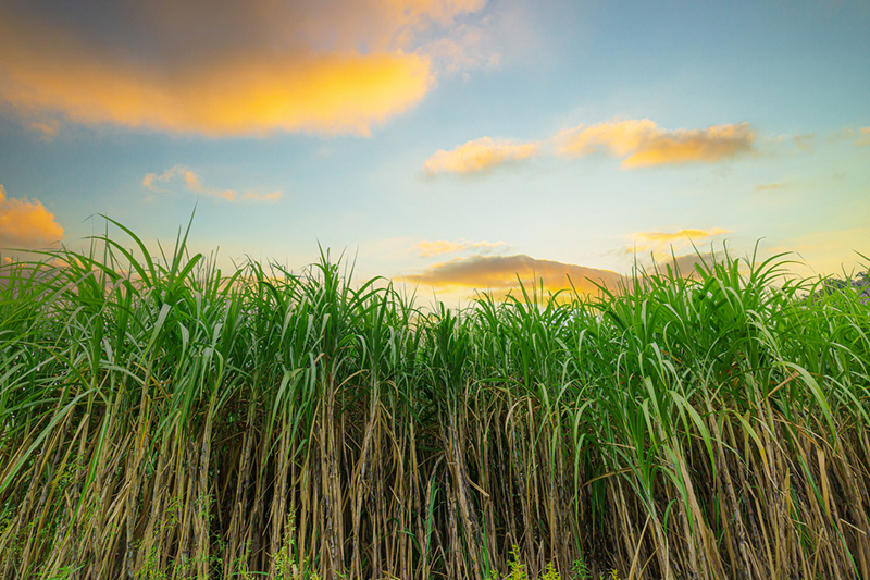 Reverse osmosis (RO)